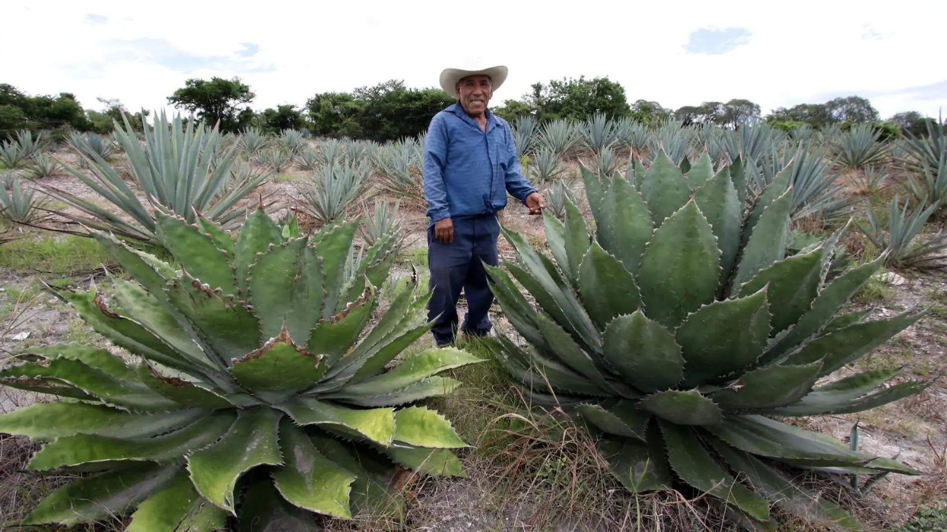 MEZCAL 3 ERIK